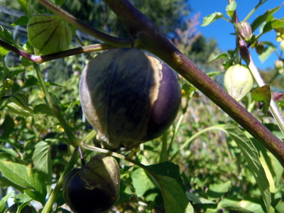 Purple Coban Tomatillo (Physalis ixocarpa) - Click Image to Close